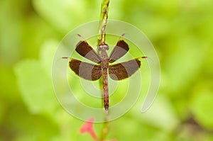 Male Common Parasol Dragonfly Neurothemis Fluctuans