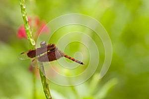 Male Common Parasol Dragonfly Neurothemis Fluctuans