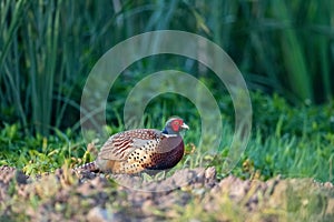 Male common pheasant