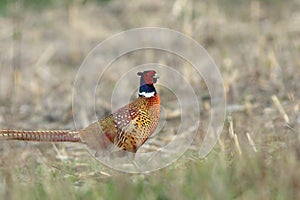 Male common pheasant in the field