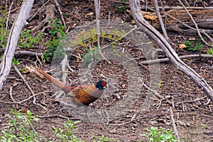 Male common pheasant on the ground in the forest. Ring-necked pheasant cock or Phasianus colchicus with beautiful plumage and long