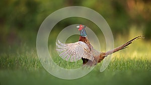 Male common pheasant, phasianus colchicus rooster showing off.