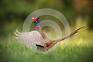 Male common pheasant, phasianus colchicus rooster showing off.