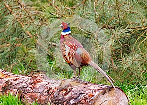 Male Common Pheasant - Phasianus colchicus standing on a log.