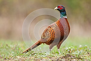 Male Common pheasant photo