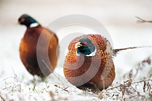 Male Common pheasant Phasianus colchius Ring-necked pheasant