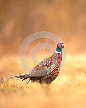 Male Common pheasant Phasianus colchius Ring-necked pheasant in natural habitat