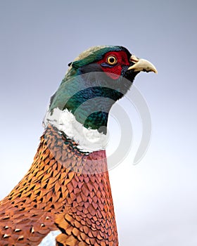 Male Common pheasant Phasianus colchius Ring-necked pheasant in natural habitat