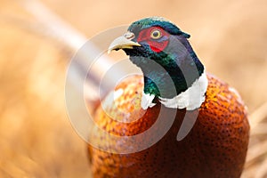 Male Common pheasant Phasianus colchius Ring-necked pheasant in natural habitat