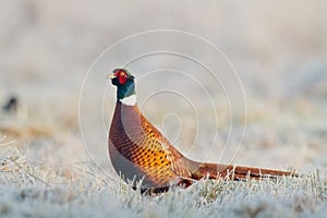 Male Common pheasant Phasianus colchius Ring-necked pheasant in natural habitat, blue background, grassland