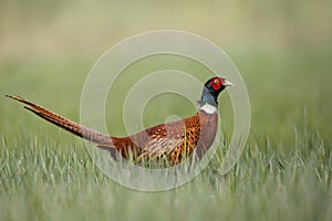 Male Common pheasant Phasianus colchius Ring-necked pheasant in natural habitat, green background, grassland