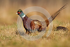 Male Common pheasant Phasianus colchius Ring-necked pheasant in natural habitat, male grassland