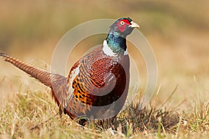 Male Common pheasant Phasianus colchius Ring-necked pheasant in natural habitat, male grassland