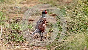 Male Common Pheasant Is Walking