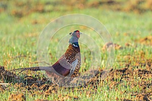 A male Common Pheasant walking in a meadow