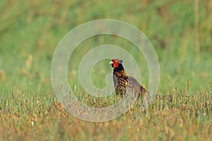 A male Common Pheasant walking in a meadow