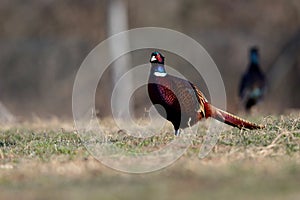 Male common pheasants, phasianus colchicus, displaying in spring mating season.
