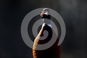 Male common pheasants, phasianus colchicus, displaying in spring mating season.