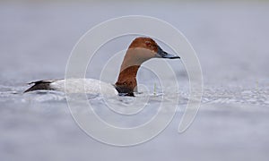 Male common pochard swimming in the lagoon