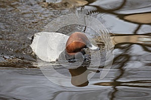 Male Common pochards swims on the lake