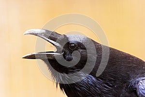 Male common raven Corvus corax close-up of a screaming head