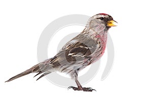 Male Common Redpoll Acanthis flammea photo