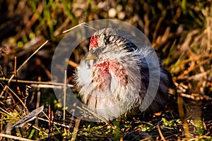 The male common Redpoll in the sun