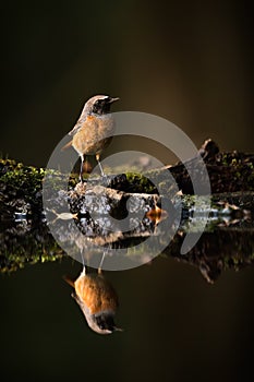 Male of common redstart sitting above pond in forest