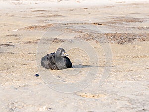 Male common scoter, Melanitta nigra, sitting in sand of beach on