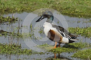 Male of common spoon duck anas clypeata in the lagoon of Fuente de Piedra, Spain