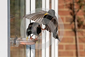 Male common startling, sturnus vulgaris, perched on a suet window feeder as a female bird flies in photo