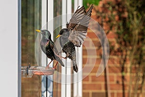 Male common startling, sturnus vulgaris, perched on a suet window feeder as a female bird flies in photo