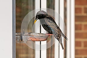 Male common startling, sturnus vulgaris, perched on a suet window feeder photo