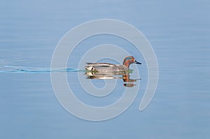 Male common teal swimming