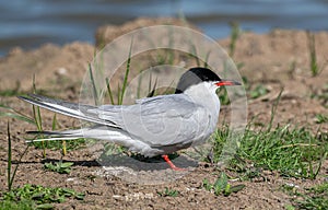 Male Common Tern