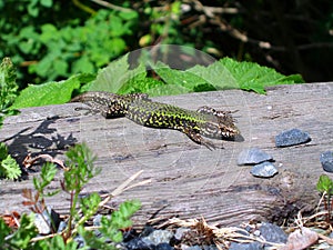 Male Common Wall Lizard, Podarcis muralis, in Sunny Spot on Wood