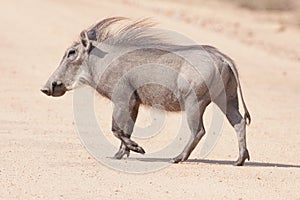 Male Common Warthog