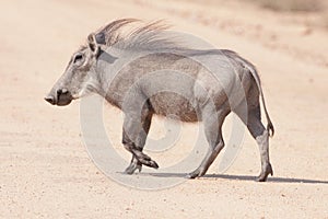 Male Common Warthog photo