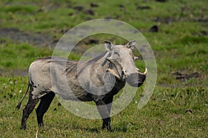 Male common warthog in Bwabwata National Park