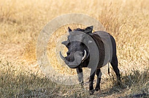Male common warthog isolated in the wild