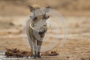 Male Common Warthog looking at camera