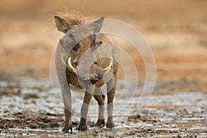 Male Common Warthog looking at camera photo