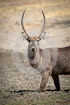 Male common waterbuck wades through muddy waterhole