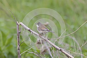 Male Common whitethroat sitting on a tree branch