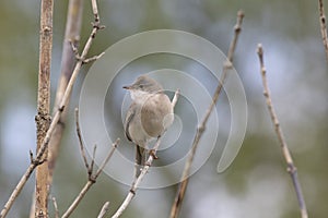 Male Common whitethroat sitting on a tree branch