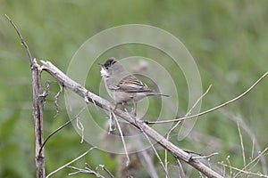 Male Common whitethroat sitting on a tree branch