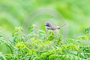 Male Common Whitethroat (Sylvia communis) perched on top of some bracken, taken in London, England