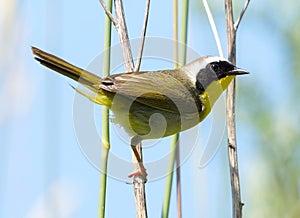 Male Common Yellowthroat - Geothlypis trichas