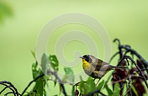 Male Common Yellowthroat Warbler perched on tree after the rain