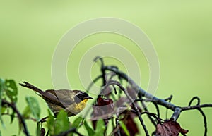 Male Common Yellowthroat Warbler perched on tree after the rain